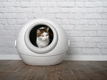 8 Best Automatic Litter Boxes for Self-Cleaning in 2026 - Reviews & Top Picks