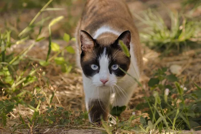 The Evolution & Domestication of Cats: A Quick Look (Vet-Reviewed)