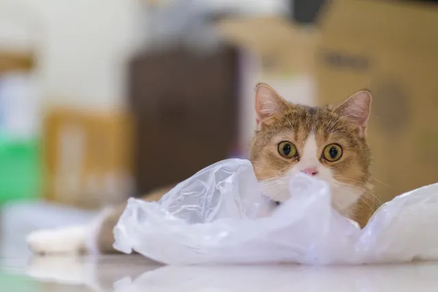 Why Do Cats Like to Sit on Plastic Bags? 5 Interesting Reasons & Vet-Reviewed Safety Tips