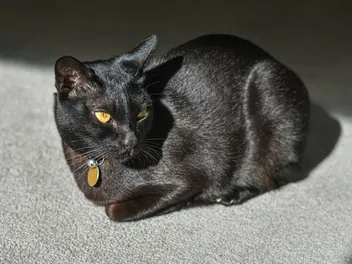 Mandalay Cat Breed: Info, Pictures, Care & More