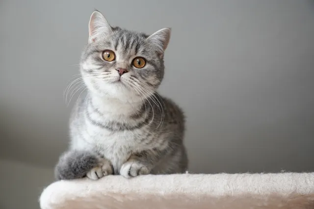 Tabby British Shorthair Cat: Info, Pictures, Origin & History