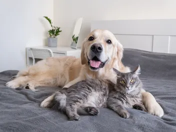 Can Cats Get Dogs Sick? Our Vet Explains Illnesses & Prevention Tips