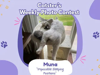 Catster’s Weekly Photo Contest Winners: Impossible Sleeping Positions (March 5, 2026)