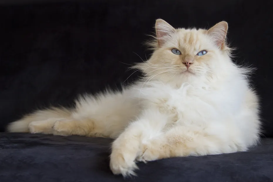 Cream point Ragdoll on black background
