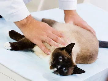 Pyometra in Cats: Our Vet Explains the Signs, Causes, Treatments & FAQ
