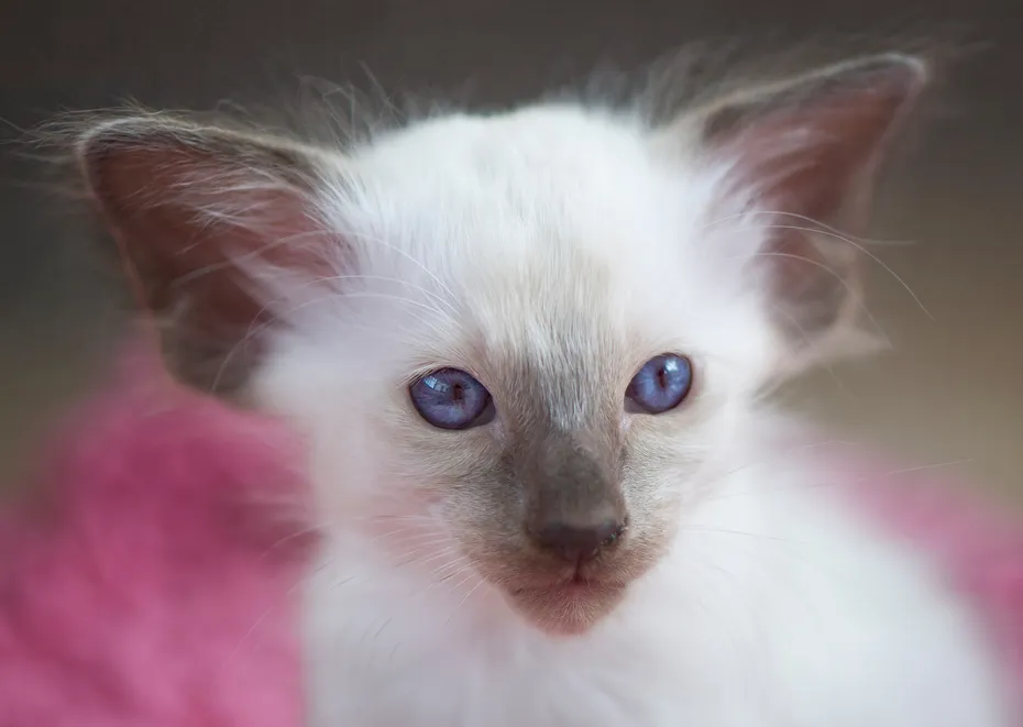 Portrait of sweet little Balinese Kitten