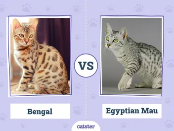 Bengal vs. Egyptian Mau: Vet-Verified Main Differences (With Pictures)