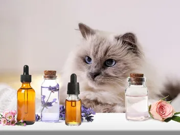 What Essential Oils Are Safe to Diffuse Around Cats? Vet-Reviewed Facts