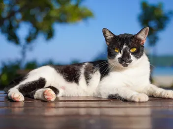 Harlequin Cat: Info, Pictures, Rarity & History