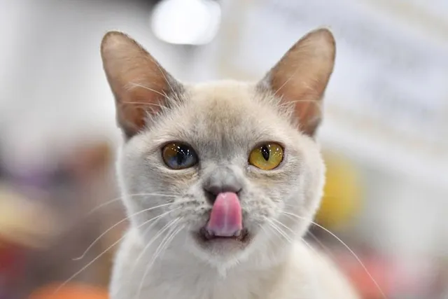 Burmese Cat Lifespan: How Long Do They Live? Vet-Reviewed Info