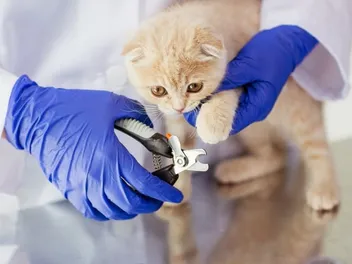 How to Trim Kitten Nails in 4 Simple Steps: Vet-Approved Advice
