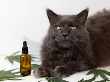 How Long Does CBD Stay in a Cat's System & Is It Safe? Our Vet Explains