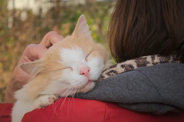 How to Get Your Cat to Cuddle: 5 Vet-Approved Tips for Better Bonding