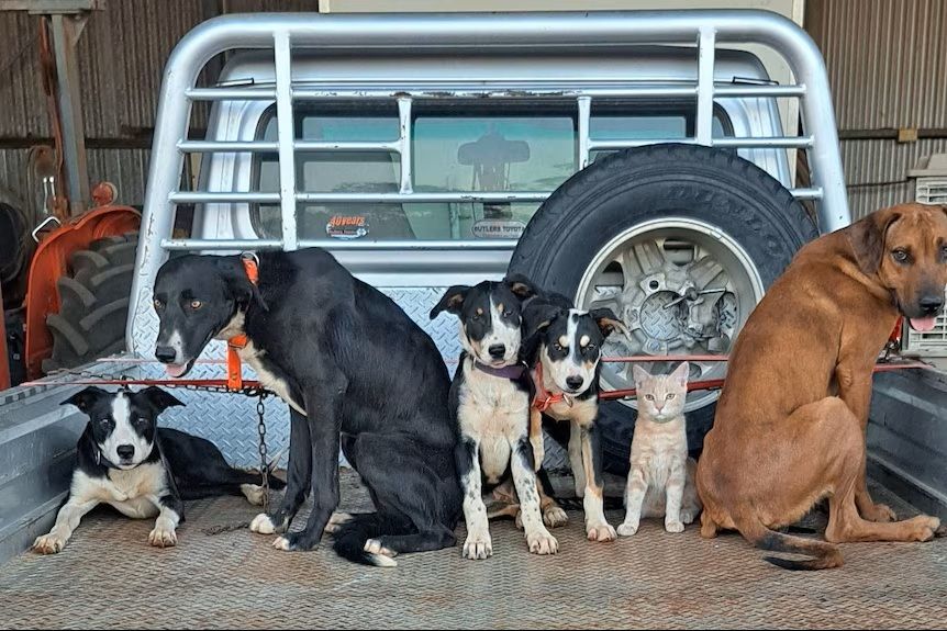 Just One of The Gang