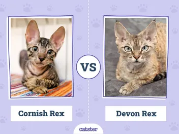 Cornish Rex vs. Devon Rex: Main Differences (With Pictures)