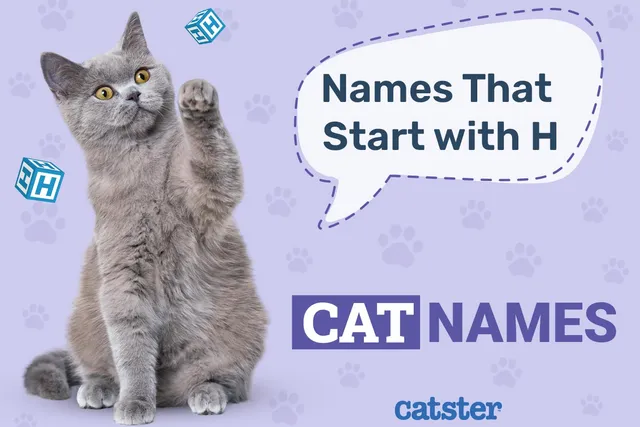 Most Popular Cat Names That Start With H for Your Happy Kitty