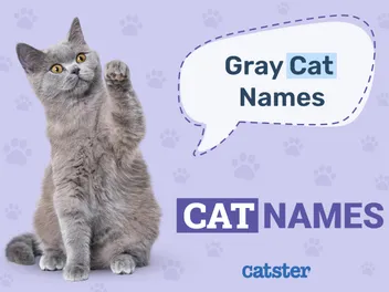 Grey Cat Names: Great Ideas for Your Dusty Cat