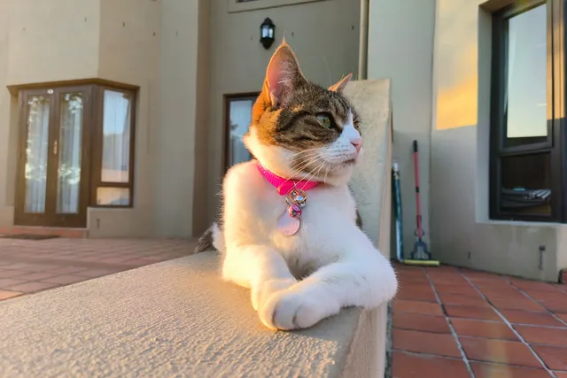 Golf Course Cats: Keeping Up With Milly (Part One)
