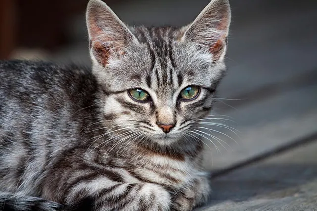 What Causes Lumps on Cats? 6 Possible Causes & What to Do