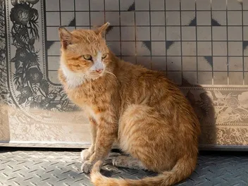 World Rabies Day 2026: Everything You Should Know (Vet-Verified)
