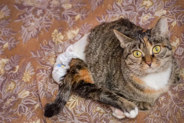 Cat Spinal Injury: Signs, Causes & Treatments (Vet Answer)