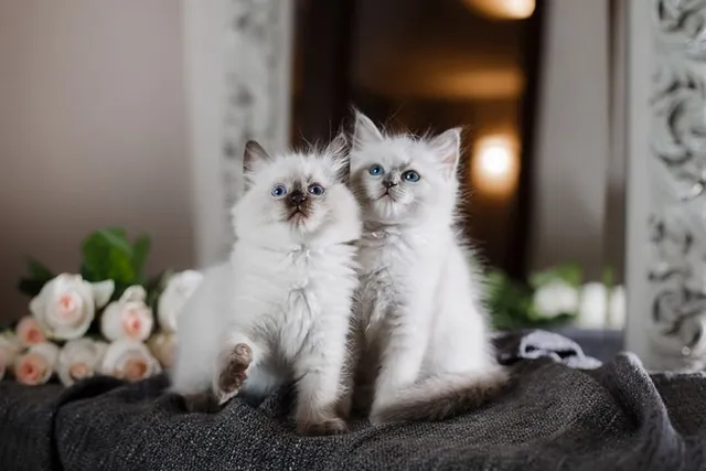 Do Ragdoll Cats Need a Companion? Vet-Verified Facts & Info