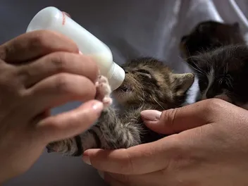 6 Best Kitten Milk Replacers in 2026 - Reviews & Top Picks