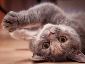 How to Calm a Crazy Cat: 6 Vet-Approved Tips & Causes of Extra Energy