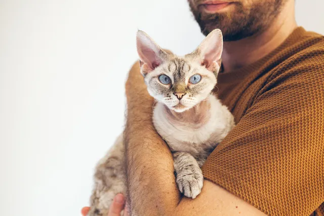 How Much Does a Devon Rex Cat Cost? 2026 Price Guide