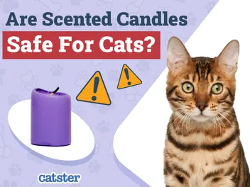 Are Scented Candles Safe for Cats? Vet-Verified Facts & Info