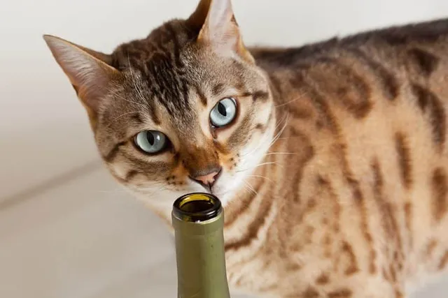 Is Japanese Cat Wine a Real Thing? Surprising Facts & Health Considerations