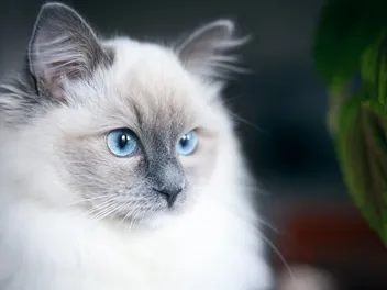 Persian Ragdoll Cat Mix: Info, Pictures, Temperament & Care