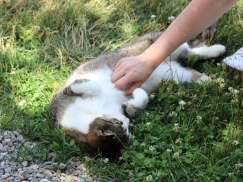 Do Cats Have a Belly Button? Vet-Reviewed Anatomy Facts & FAQ