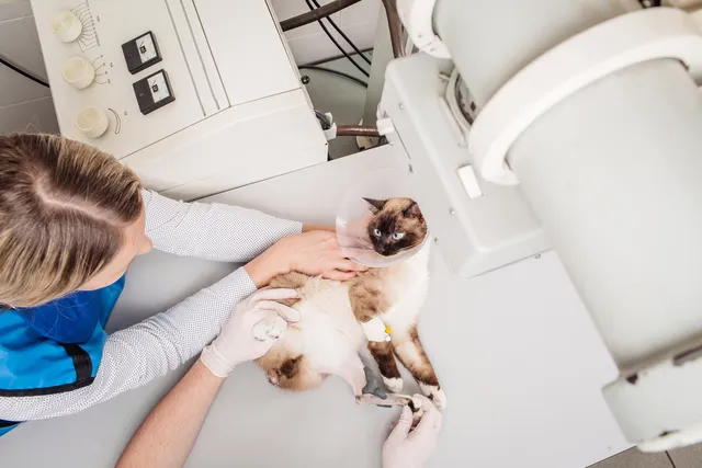 Mast Cell Tumors in Cats: Signs, Causes, Care & FAQ (Vet Answer)