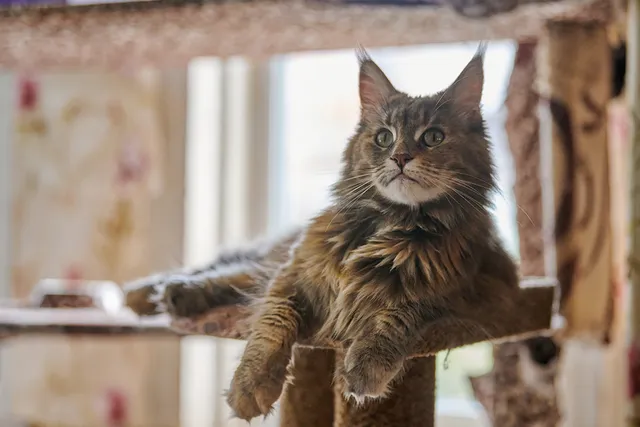 6 Breeds of Long-Haired Tortoiseshell Cats (With Info & Pictures)