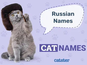 Russian Cat Names: 300+ Great Names for Your Proud Cat