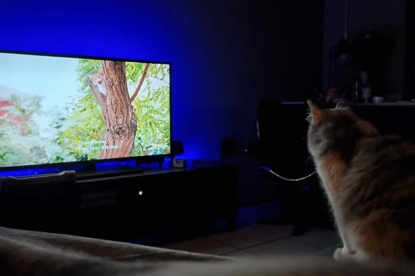 cat watching 'Inside the Mind of a Cat' on TV