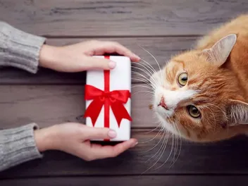 22 Amazing DIY Gifts for Cat Lovers You Can Create at Home (With Pictures)
