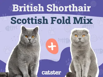 Scottish Fold British Shorthair Cat Mix: Info, Pictures, Temperament & Traits