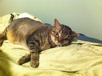 Meet Cat Matchers, a Rescue Group That Helps Pair the Right Cats with the Right Homes