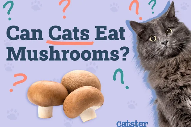 Can Cats Eat Mushrooms? Vet-Verified Facts, Risks & FAQ