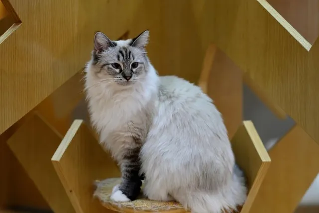 11 Cute Cat Commercials You’ll Love to Watch (With Videos)