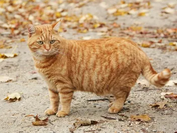 How to Tell If a Stray Cat Is Pregnant? 10 Vet-Approved Signs