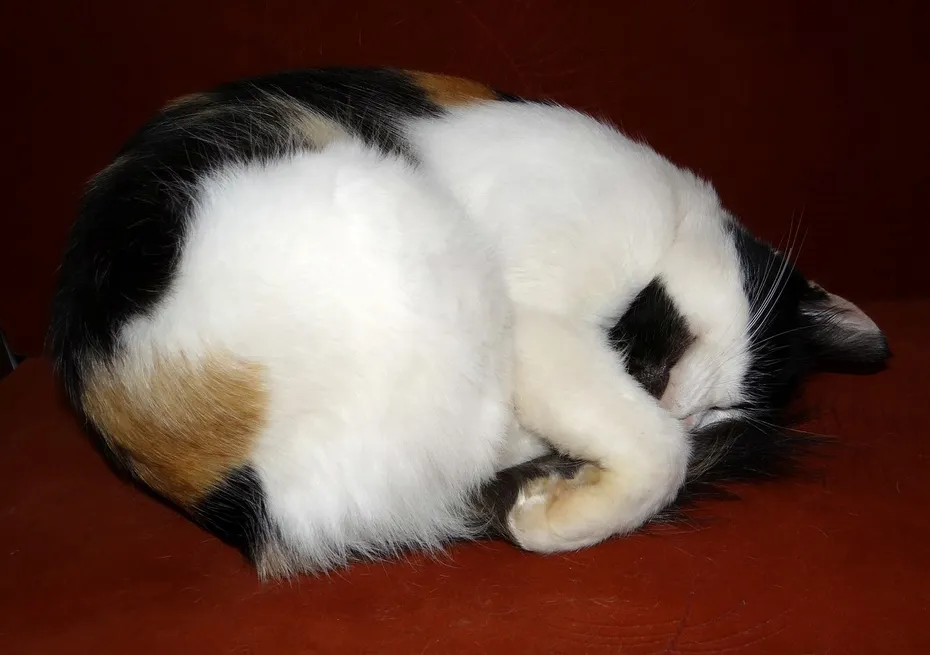 calico-cat-sleeping-with-face-down