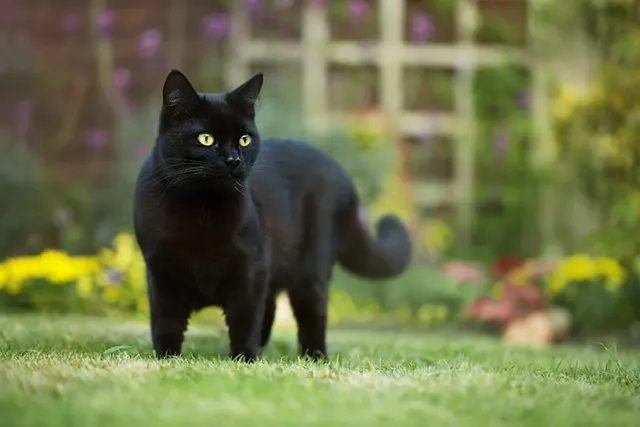 Can You Keep a Cat Outdoors Safely? Vet-Reviewed Safety Tips & Precautions