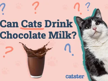 Can Cats Drink Chocolate Milk? Vet Approved Facts & FAQ