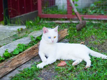 The Vet Reviewed Difference Between an Albino Cat & a White Cat