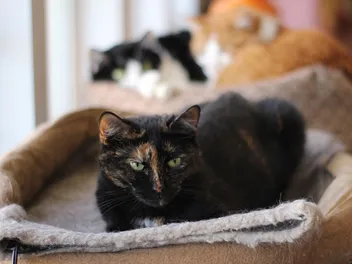 Will a Heating Pad Help My Senior Cat's Arthritis? Vet-Reviewed Facts & FAQs
