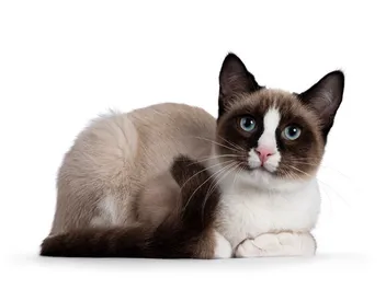 5 Snowshoe Cat Colors & Patterns (With Info & Pictures)