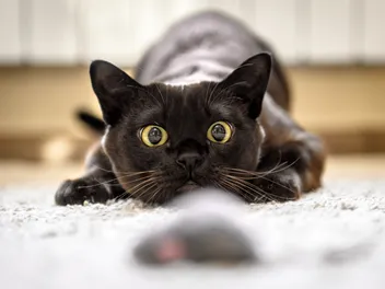 8 Best Remote Control Cat Toys in 2026 - Reviews & Top Picks